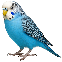 Blue Budgies